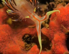 Phidiana militaris