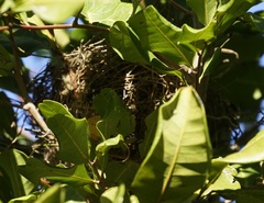 Manorina melanocephala