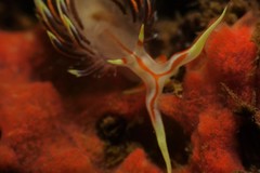 Phidiana militaris