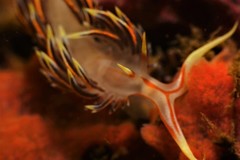 Phidiana militaris