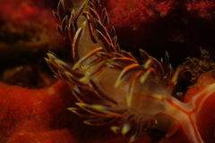 Phidiana militaris