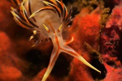 Phidiana militaris