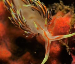 Phidiana militaris