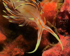 Phidiana militaris