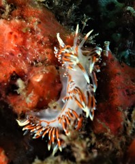 Phidiana militaris