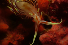 Phidiana militaris