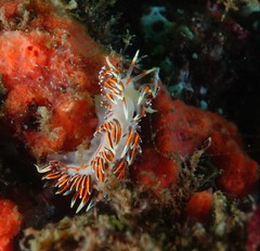 Phidiana militaris