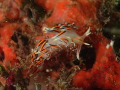 Phidiana militaris