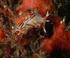 Phidiana militaris