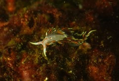 Phidiana militaris