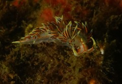Phidiana militaris