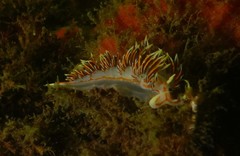 Phidiana militaris