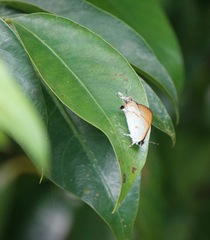 Hypolycaena thecloides