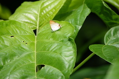 Hypolycaena thecloides