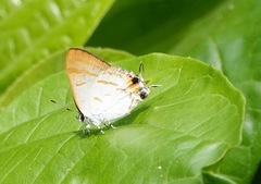 Hypolycaena thecloides