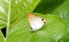 Hypolycaena thecloides