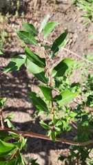 Salix bebbiana
