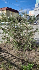 Salix bebbiana