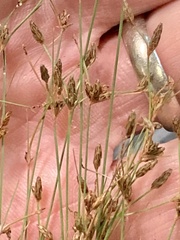 Bulbostylis capillaris