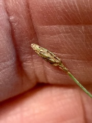 Bulbostylis capillaris