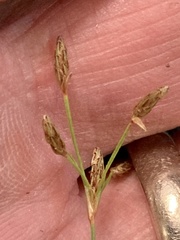 Bulbostylis capillaris