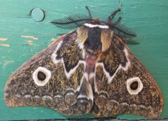 Gonimbrasia hoehnelii