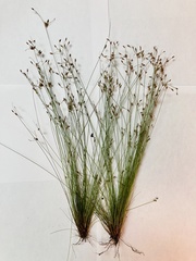 Bulbostylis capillaris