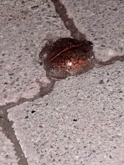 Rhinophrynus dorsalis