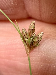 Bulbostylis capillaris