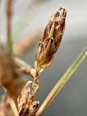 Bulbostylis capillaris