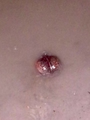 Rhinophrynus dorsalis