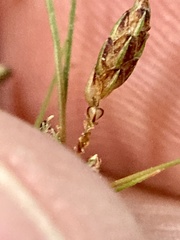 Bulbostylis capillaris