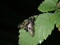 Athericidae