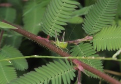 Conocephalus melaenus