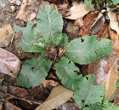 Primula elatior