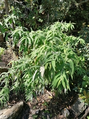 Buddleja salviifolia