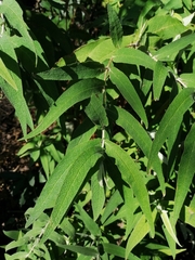 Buddleja salviifolia