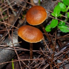 Conocybe filaris
