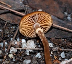 Conocybe filaris