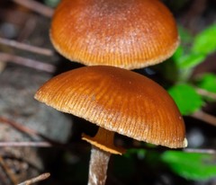 Conocybe filaris