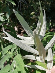 Buddleja salviifolia