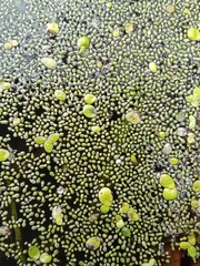 Watermeal (Wolffia arrhiza)
