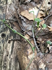 Triphora trianthophoros trianthophoros