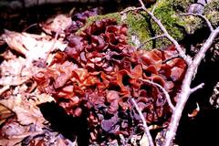 Phaeotremella foliacea