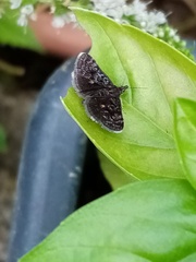 Heliothela wulfeniana