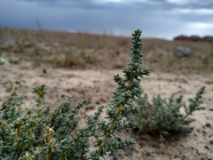 Salsola foliosa