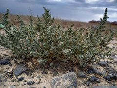 Salsola foliosa