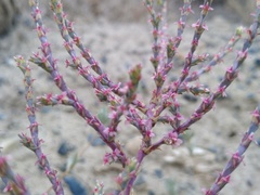 Girgensohnia oppositiflora