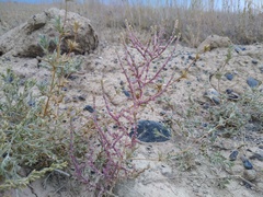Girgensohnia oppositiflora