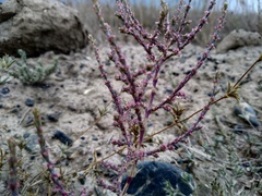 Girgensohnia oppositiflora